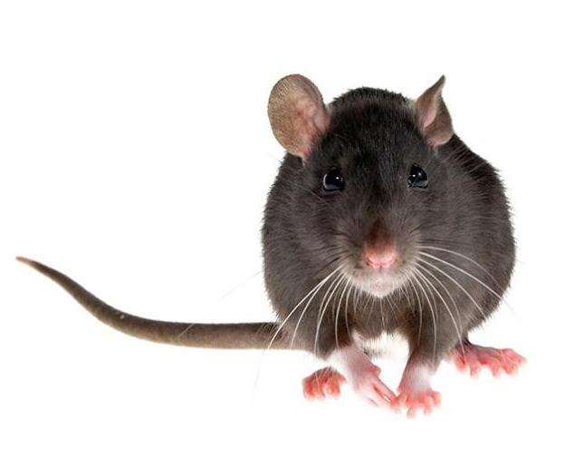 Conntraceptol Forte - for rats Conntraceptol Forte - for rats