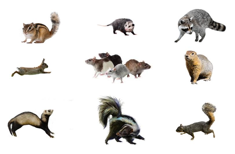 Animal Repulse Animal Repulse