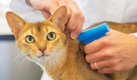 Pet Microchip Registration Pet Microchip Registration